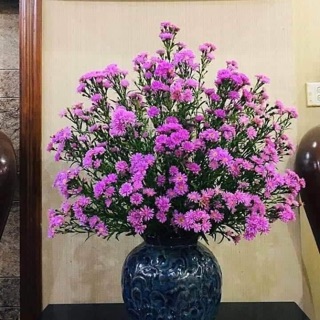 50 cây thạch thảo tím