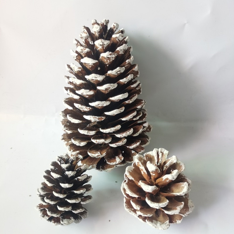 Quả thông khô trang trí phòng
