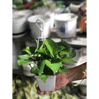 Chậu trầu bà treo ban công