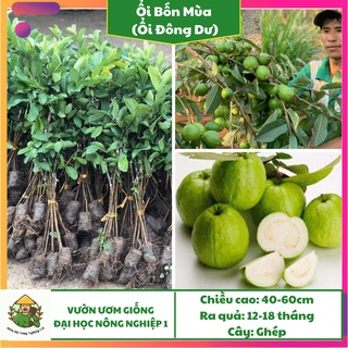 Cây giống ổi tứ quý F1, giống ổi đông dư học viện nông nghiệp, cây ổi bốn mùa, ổi găng cao 50cm