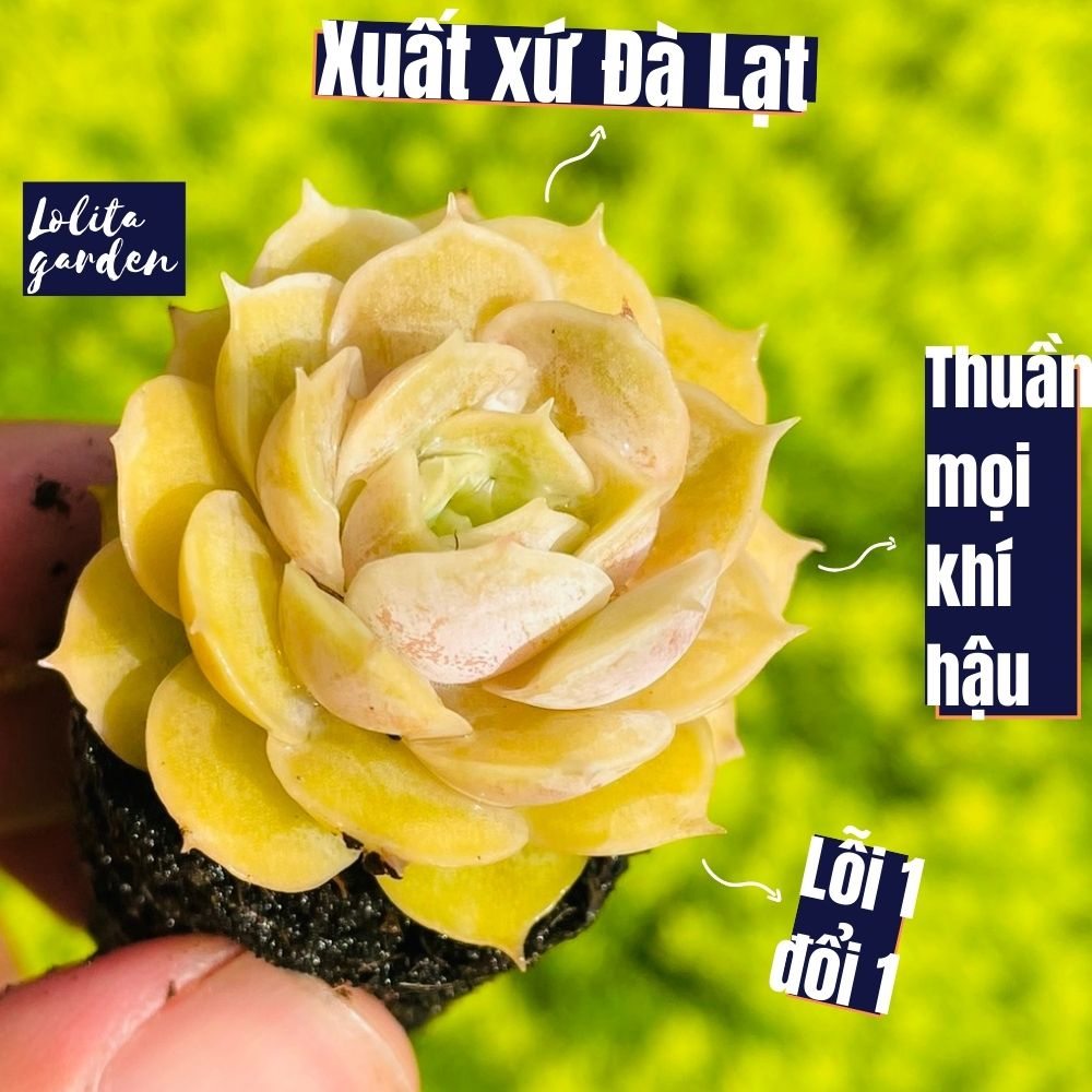 Sen đá ngọc bích Đà Lạt size mini cây cảnh trang trí nhà cửa Lolita garden