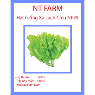 Hạt Giống Xà Lách Chịu Nhiệt DDXL