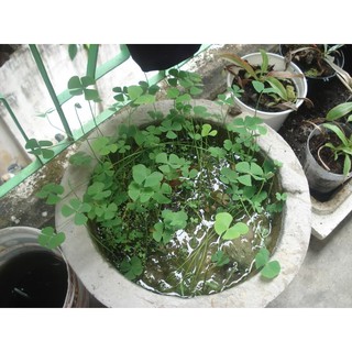 HẠT GIỐNG CỎ 3, 4 LÁ - 50 Hạt/ gói