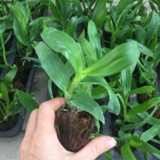 Hoa phong lan Dendro nắng cây giống