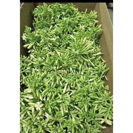 CÂY Giống đu đủ đực chuẩn