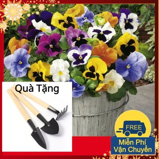 Hạt Giống Hoa Pansy Mix Tặng Bộ Dụng Cụ Mini Trồng Cây Tặng Bộ Dụng Cụ Mini Trồng Cây