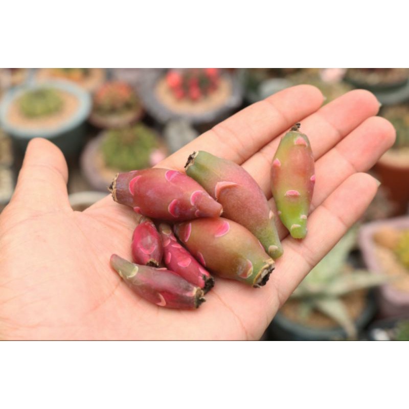 Hạt xương rồng - 20k