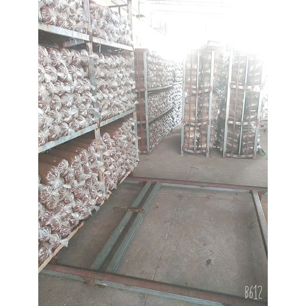 PHÔI NẤM BÀO NGƯ (NẤM SÒ)