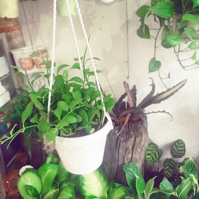 [SIÊU RẺ] Cây lan hạt dưa