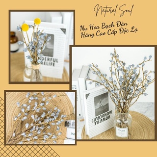 {Hàng Đẹp} Nụ Hoa Bạch Đàn Khô - Loại Cao Cấp - Shop Natural Soul