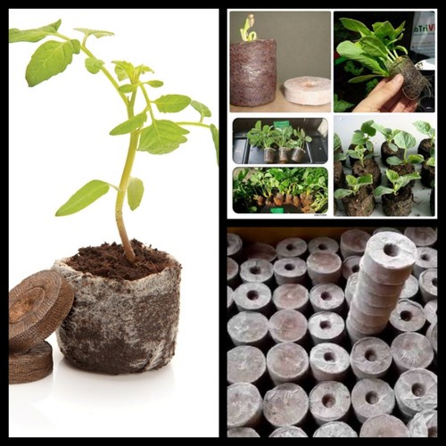 Viên nén xơ dừa ươm hạt giống tiện lợi, mua nhiều giảm giá