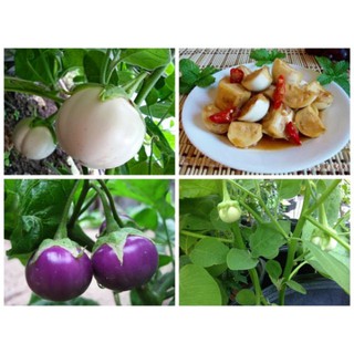 Hạt Giống Cà Pháo Tím 50 HẠT