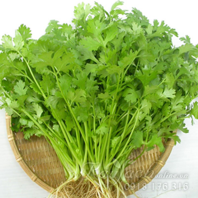 20g Hạt giống Ngò Rí