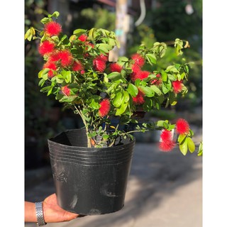 Chậu cây Điệp Lào cao 80mm-100mm