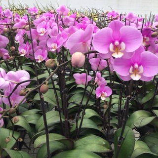 Combo 6 cây lan hồ điệp