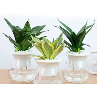 Chậu nhựa trông cây Thủy Sinh_Lọ nhựa trồng cây thủy Canh_Sỉ lẻ