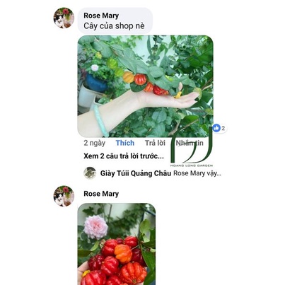 Cây Cherry Surinam