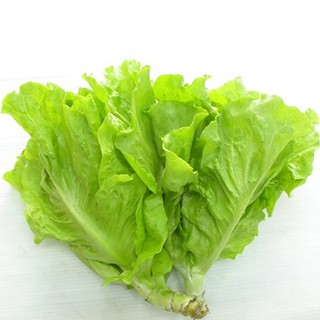 10g Hạt giống Xà lách mỡ