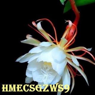 hạt giống hoa quỳnh 20h