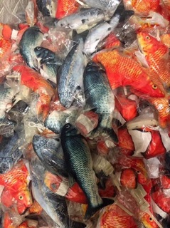 Đồ chơi cá nhảy vui nhộn cho bé