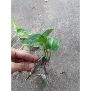cây trầu bà (cây phong thủy)