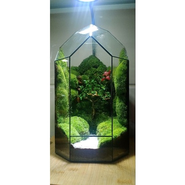 Cây Sam Hương, mai chiếu thủy  trang trí tiểu cảnh, bon sai.....cây dưới 15cm