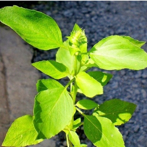 [GIÁ GỐC] Hạt Giống Rau Thơm Xả ( rau É Trắng) - 2gram