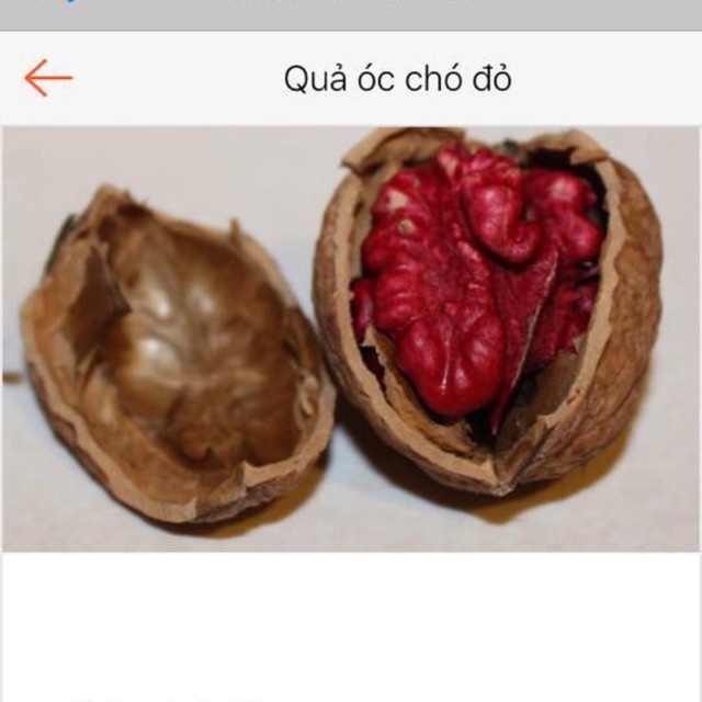 1 Kg quả óc chó đỏ Mỹ date mới nhất ngon xịn