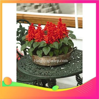 Hạt giống hoa xác pháo đỏ - 50 hạt vietgar