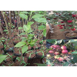 Táo Đỏ Lùn F1 - Dáng Bonsai Trồng Chậu Trên Ban Công Hoặc Sân Nhà
