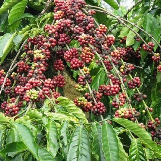 Cà phê Arabica Cầu Đất - rang mộc 1kg