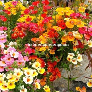 100 HẠT - HẠT GIỐNG HOA MÂY MIX
