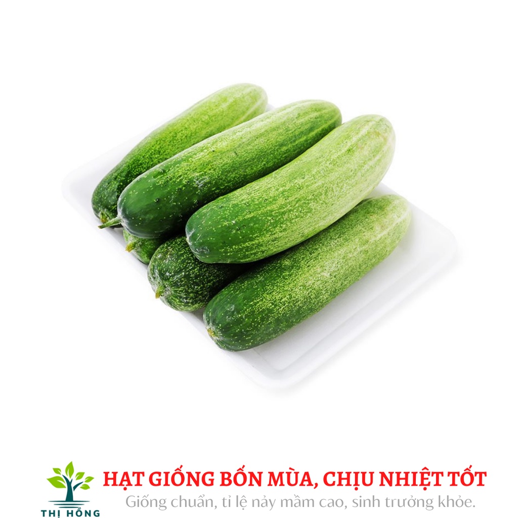 Hạt giống dưa chuột nếp ta 2g (dễ trồng, rất thơm, không bị đắng)