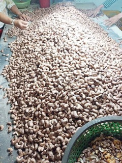Hạt điều tươi vỡ đôi làm sữa