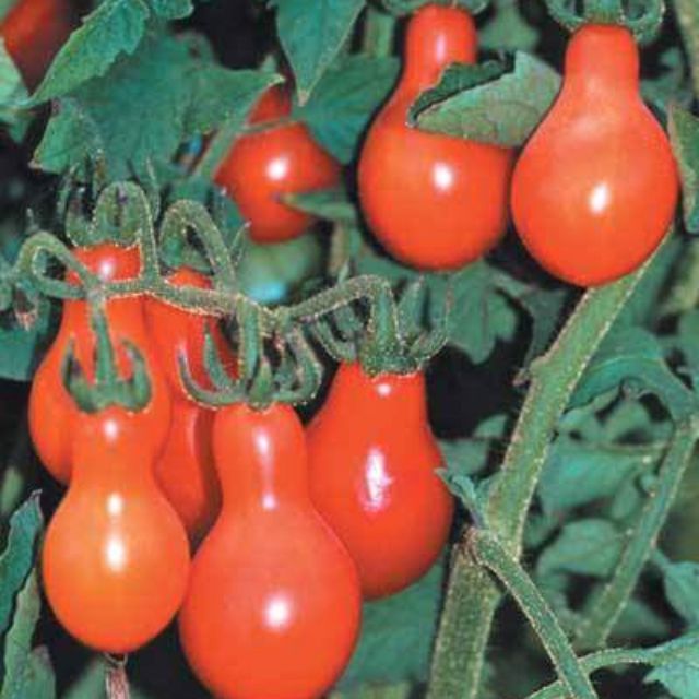 Hạt giống Cà Chua Hồ Lô Vàng - Đỏ - Socola
