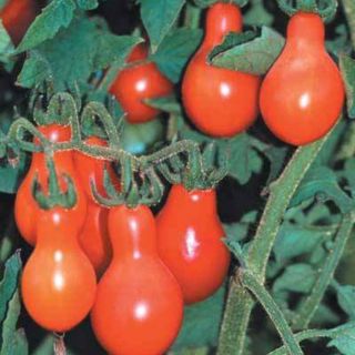 Hạt giống Cà Chua Hồ Lô Vàng - Đỏ - Socola