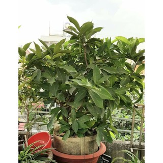 Cây 🌲 Mận  An phước...1m6
