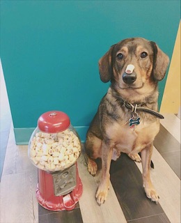 Bánh thưởng Maro Snacks Milk Bone CHO CHÓ MÈO