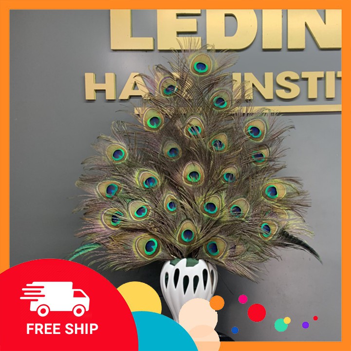 Lông chim công tự nhiên