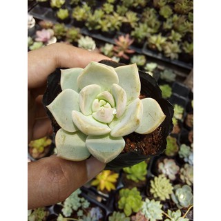 sen đá hoa hồng trắng(Graptoveria Titubans)