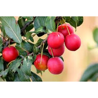 HẠT GIỐNG TÁO CÁC LOẠI  - 1 GÓI