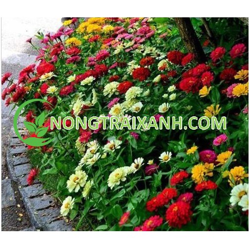 100H - HẠT GIỐNG HOA CÚC LÁ NHÁM MIX NHIỀU MÀU