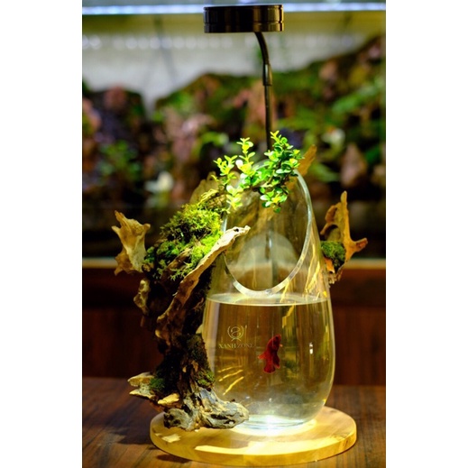 Lũa gỗ mini set hồ bán cạn, terrarium hồ cá nhỏ...