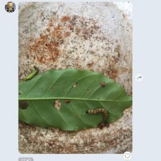 Chế phẩm xua đuổi sâu và côn trùng