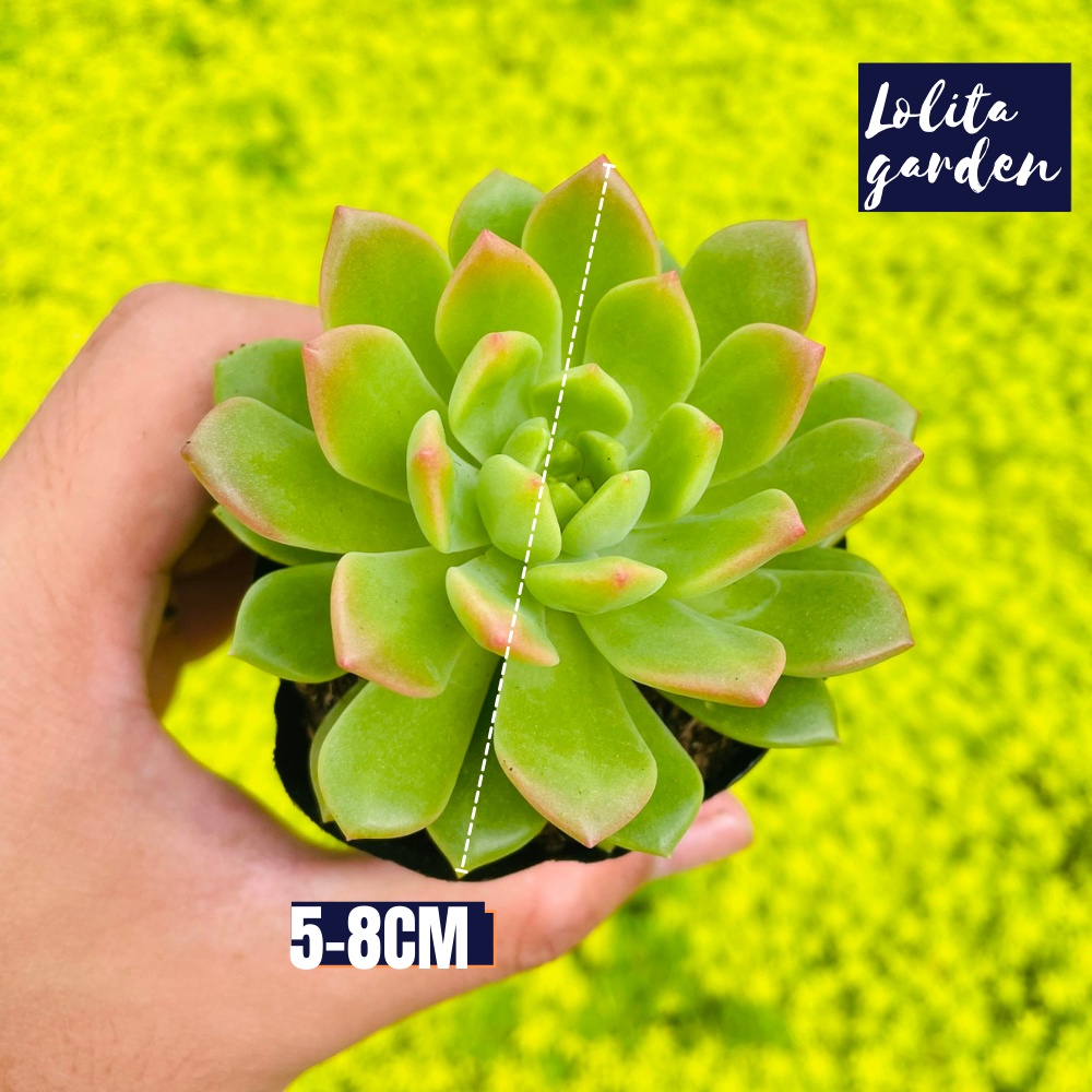 Sen đá mặt trời giống mới Đà Lạt size bé cây cảnh trang trí nhà cửa Lolita garden