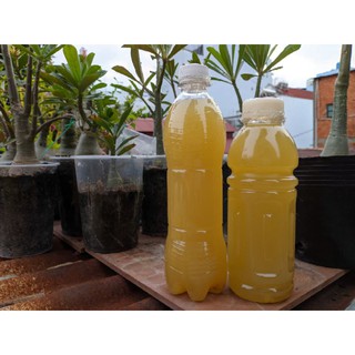 phân bón sinh học GE Thơm (Dứa) cho hoa lan (500ml)
