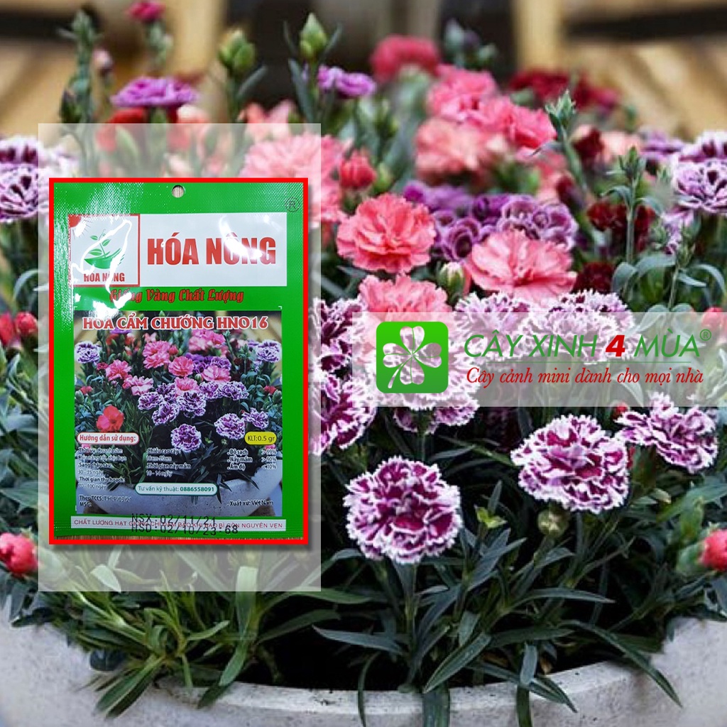 Hoa Cẩm Chướng HN016 [ Giống vàng chát lượng ] Gói 0,5gr