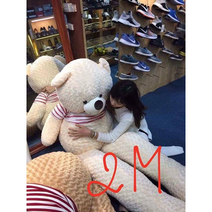 [ Gấu bông 2m2 ] Gấu bông teddy 2m2