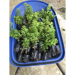 10 cây bông giấy Mỹ (cây giống) Vườn SLL