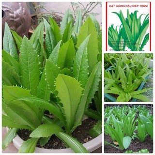 Hạt giống rau diếp thơm - 5 gr/gói (Kèm kích thích hạt nảy mầm)
